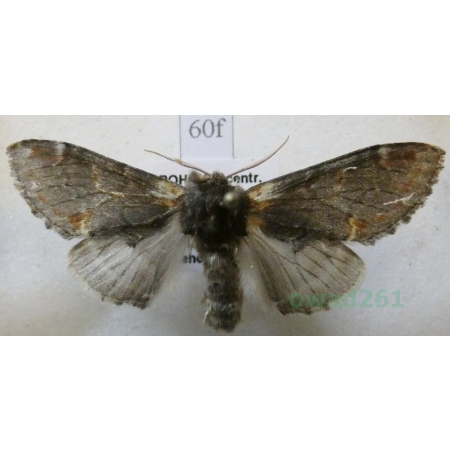 Notodonta dromedarius (Linnaeus, 1767) male Garbatka dromaderka Czech60f